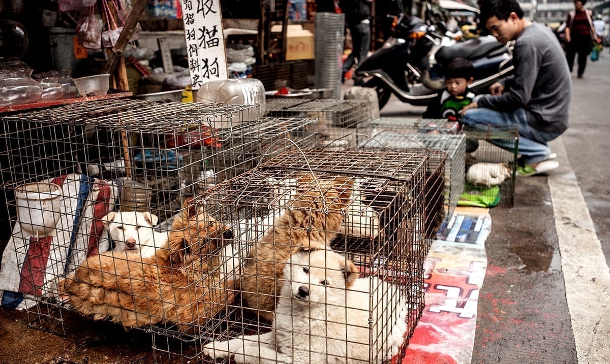 Groundbreaking New Chinese Law Bans Eating Dogs And Cats In Shenzhen