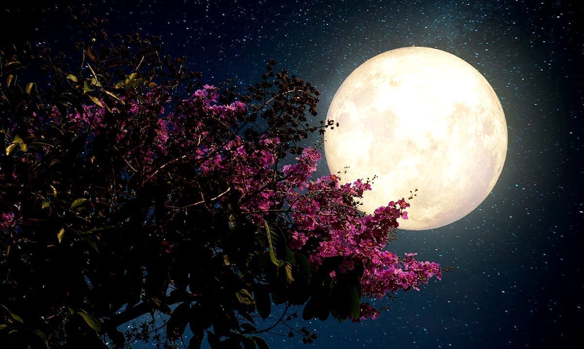Meteor Shower And Full Flower Supermoon In Early May