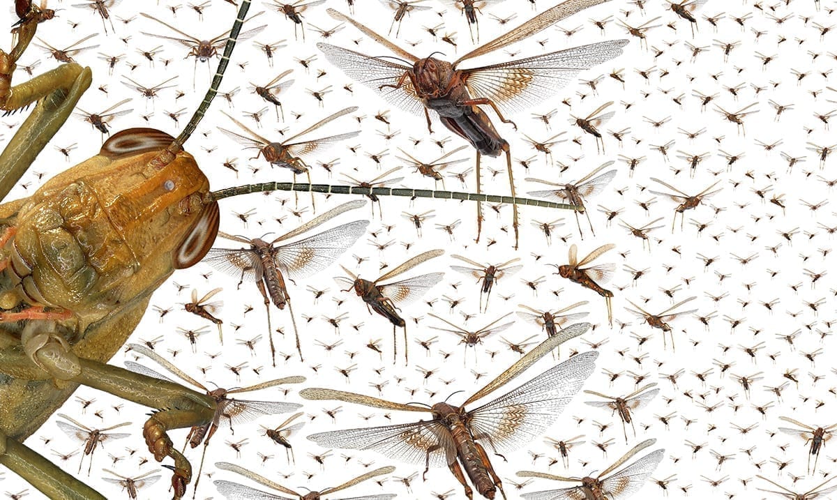 Worst Locust Outbreak In 25 Years Destroy Food Crops
