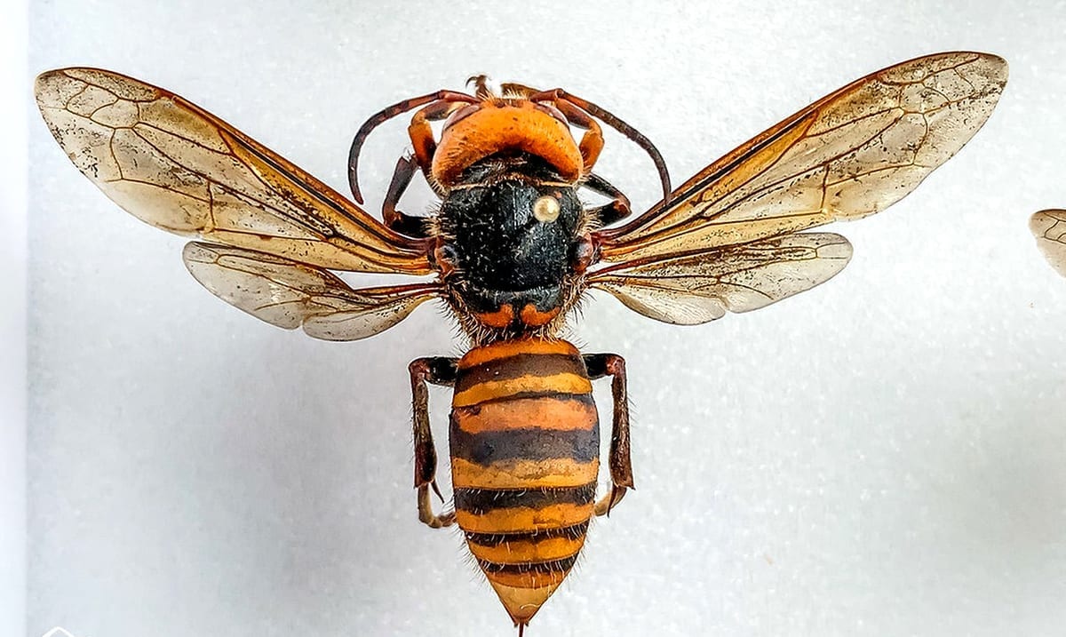 Murder Hornets Have Made Their Way To The US