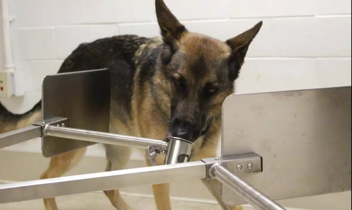 These Special Dogs Could Be Screening Humans For COVID-19 By July
