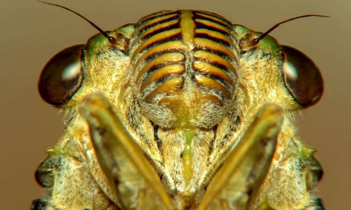 Millions Of Periodical Cicadas Could Soon Surface In Parts Of The US