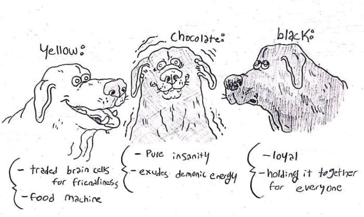 Artist Creates Hilarious Cartoons Explaining Different Dog Breeds