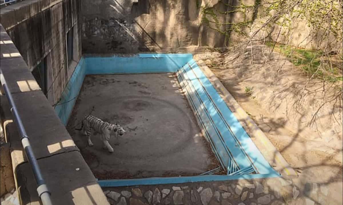 ‘Psychologically Distressed’ White Tiger Walks Endless Circles In Chinese Zoo