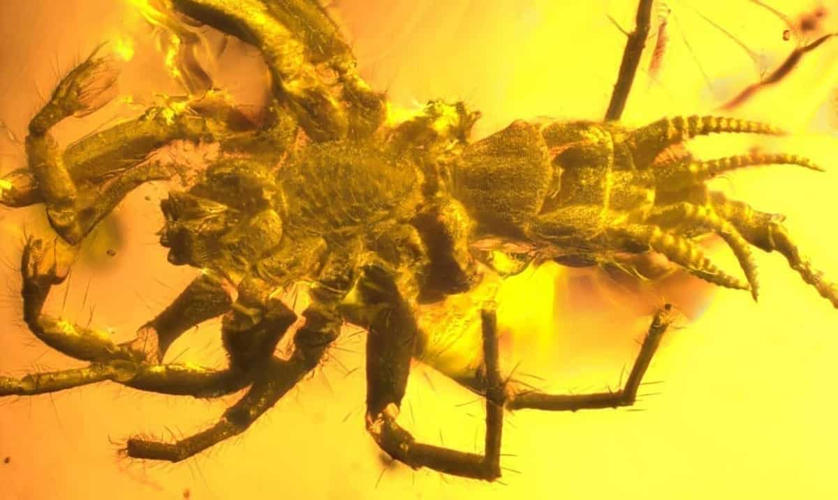 100-million-year-old ‘Spider’ With A Scorpions Tail Found In Amber