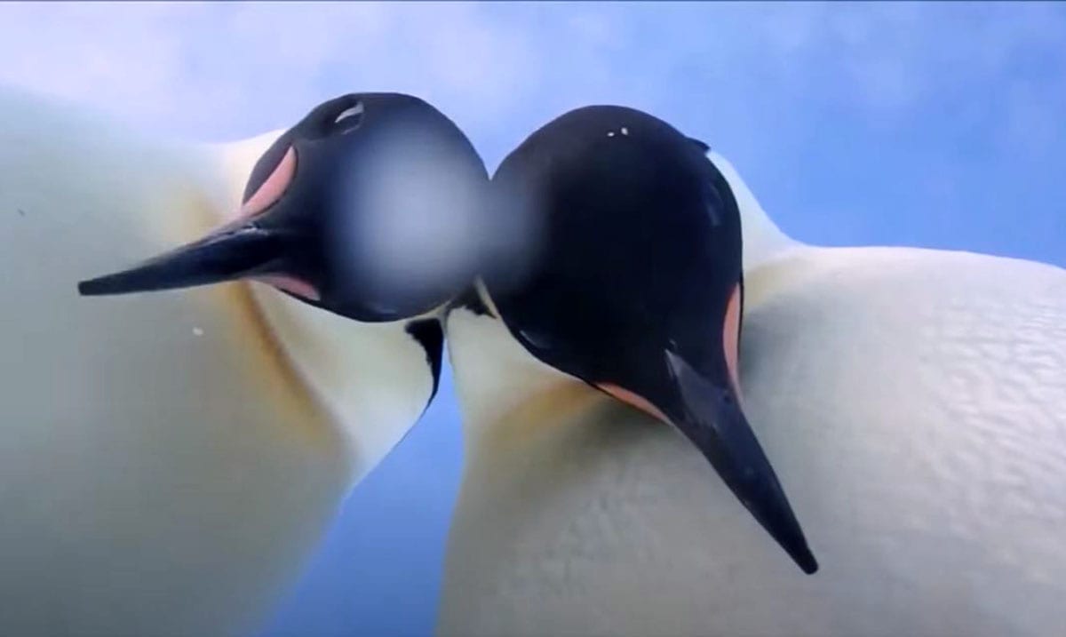 Curious Penguins Knock Over Camera And Pose For Selfies (Video)