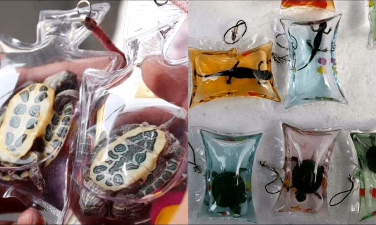 Animals Trapped Alive In Keychains Sell In China For ‘Little More Than The Cost Of A Few Sweets’