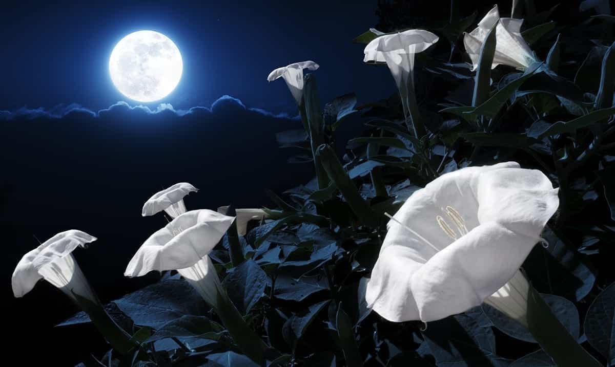 Plant Your Own Magical Moon Garden With Night Blooming Flowers