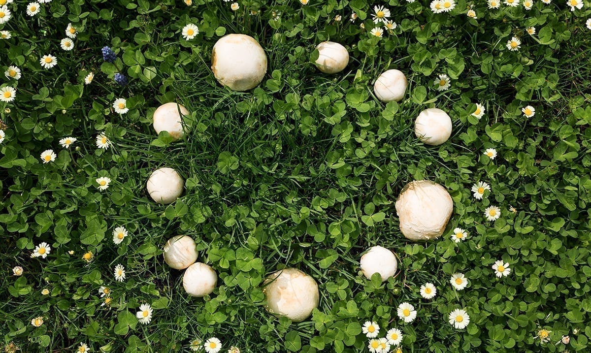 Fairy Rings: Mysterious, Beautiful Circles Could Be Something From Your Dreams… Or Nightmares