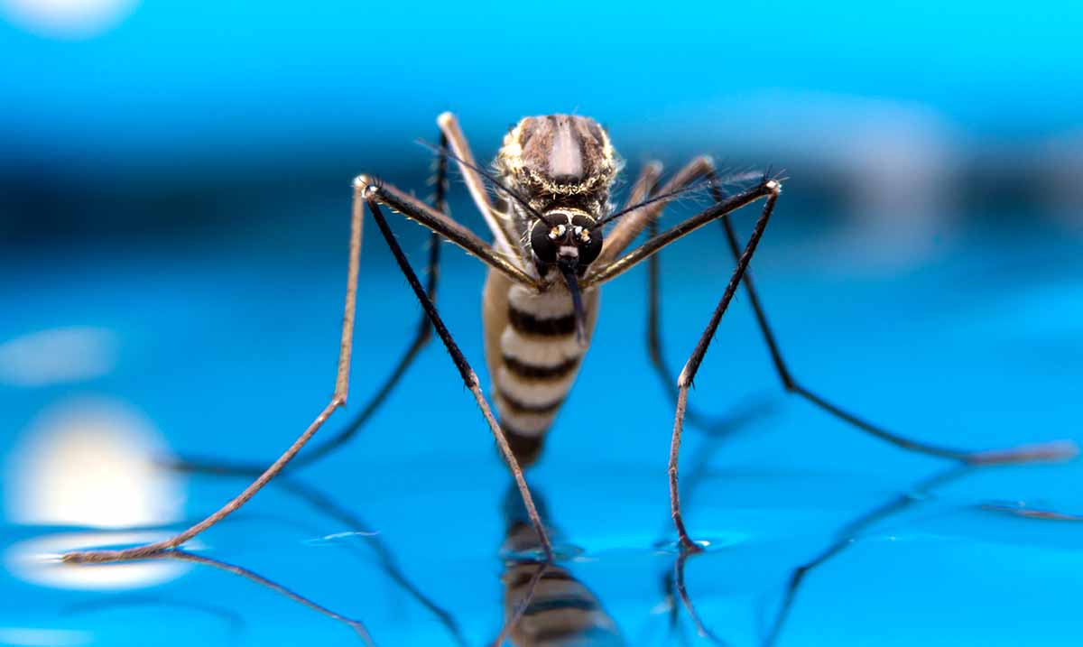 Genetically Engineered Mosquitoes Could Be Released Soon If Local Approval Is Given