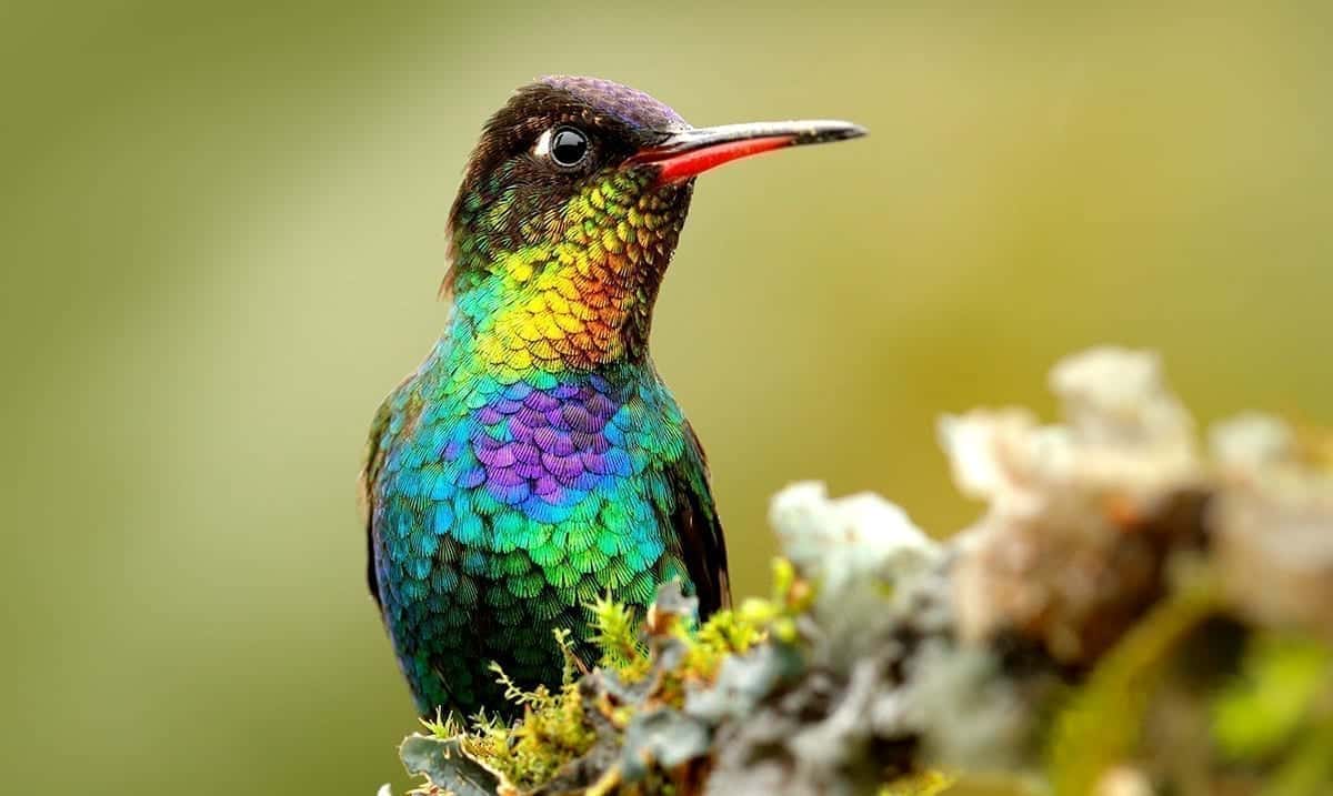 Hummingbirds See Colors We ‘Can’t Even Imagine’