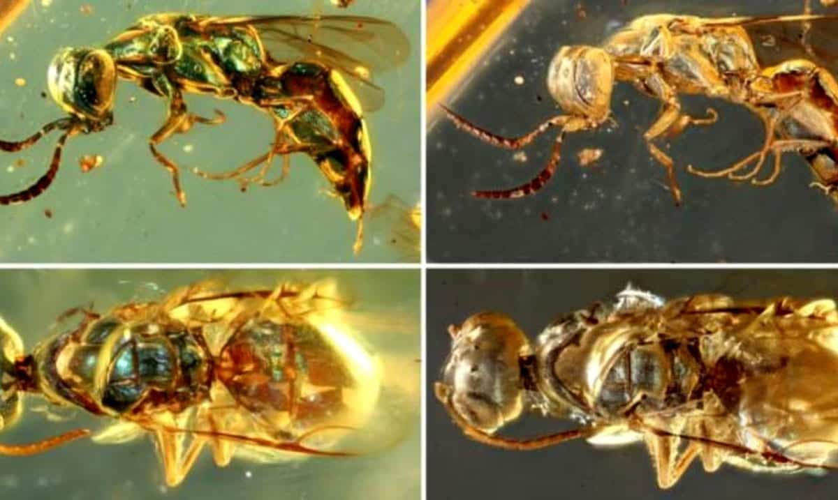 Insects Preserved In Amber Still Glowing 99 Million Years Later