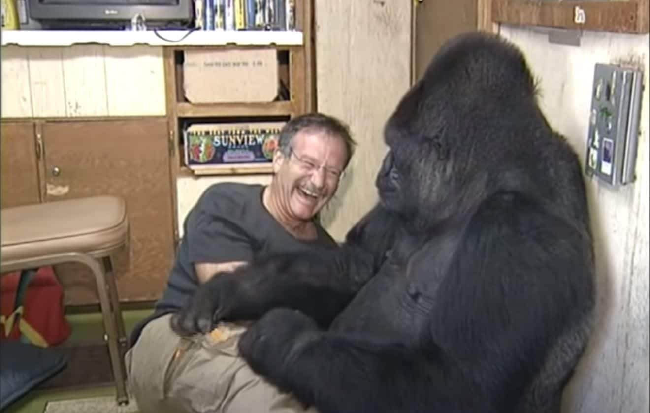 Robin Williams Once Made A Gorilla Mourning The Death Of A Friend Laugh After 6 Months