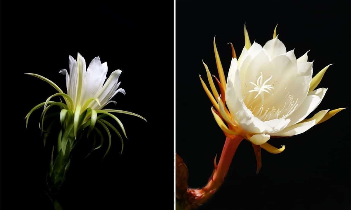 The Mesmerizing Pitaya Flower That Only Blooms For One Night