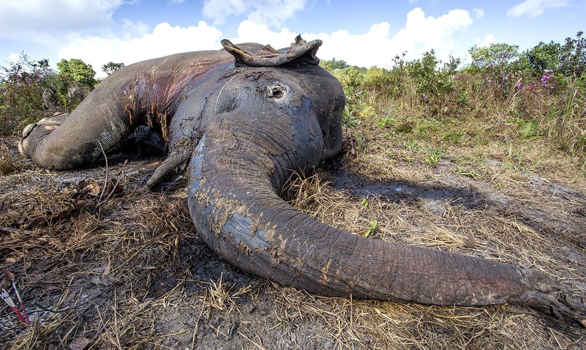 Hundreds Of Elephants Drop Dead In Botswana