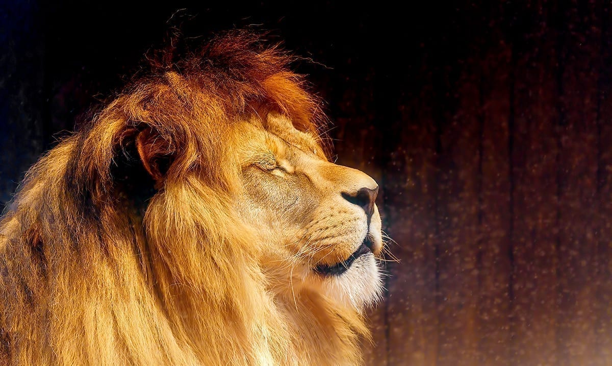 The Lion’s Gate Portal Is About To Open And It’s Time To Awaken Your Divine Light