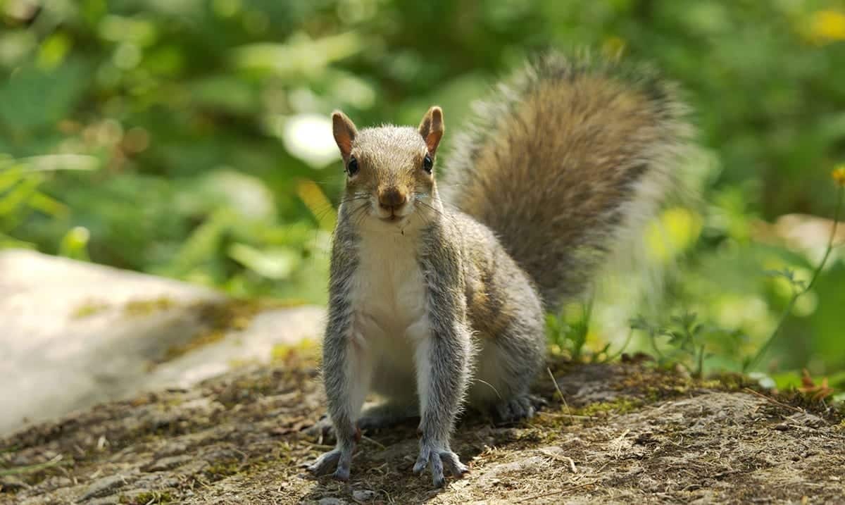 Colorado Squirrel Tests Positive For The Plague And What It Means For Your Pets