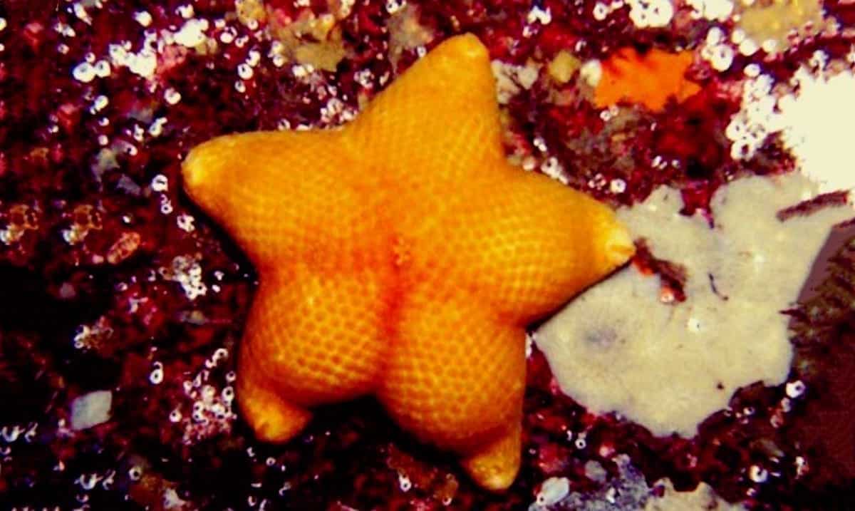 These Photos Of ‘Starfish Butts’ Will Completely Make Your Day