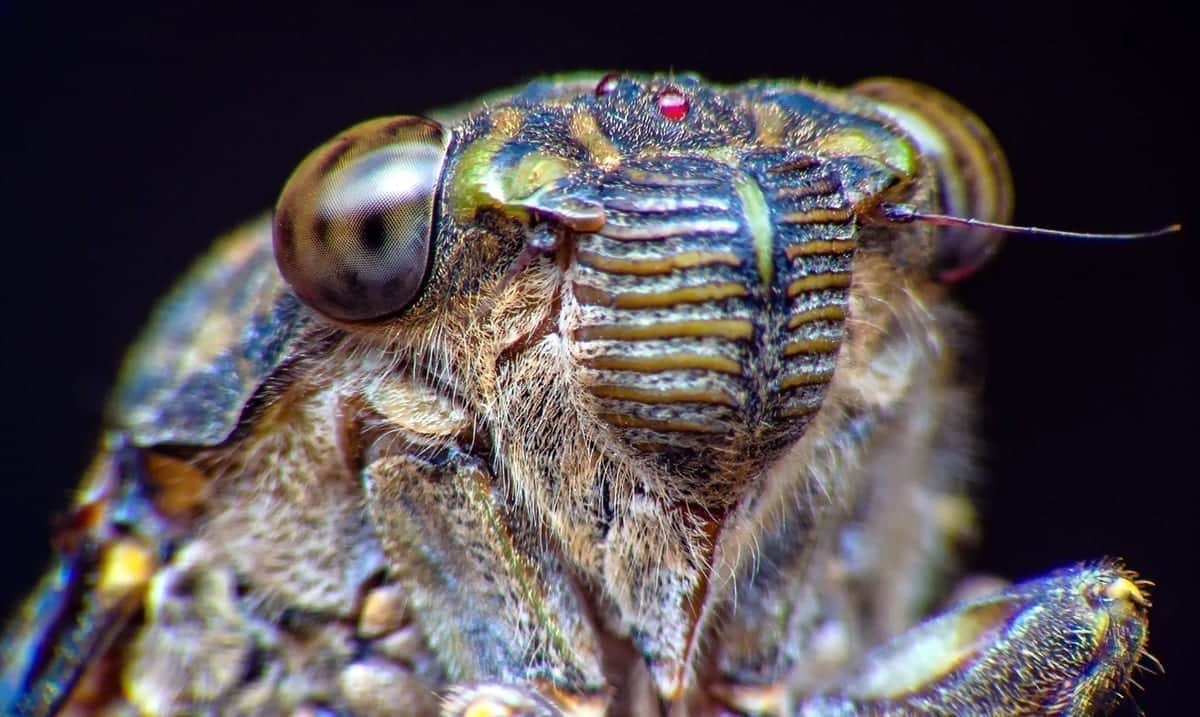‘Zombie Cicadas’ Have Returned To West Virginia – Infected With Mind-Controlling Fungus