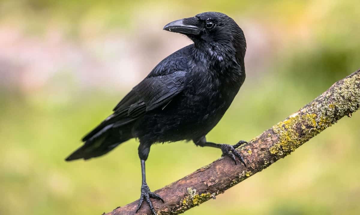 Findings Suggest Crows May Be Capable Of Conscious Thought