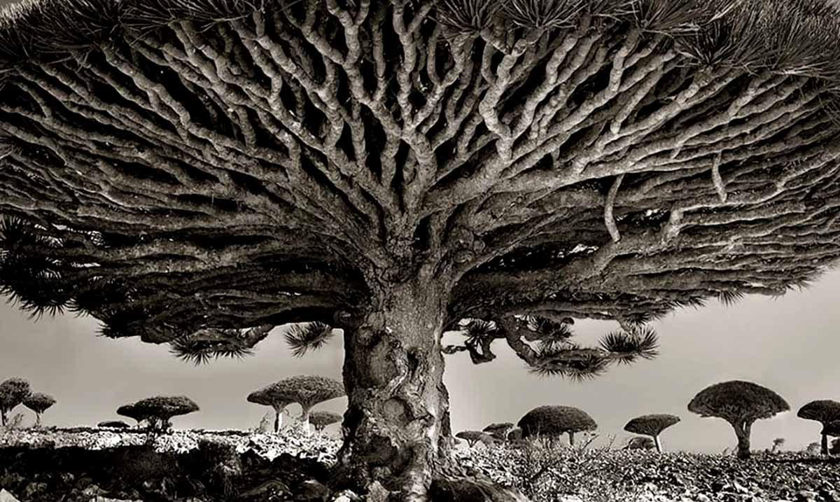 Woman Spends 14 Years Photographing The World’s Oldest Trees – You Won’t Believe The Results(Photos)