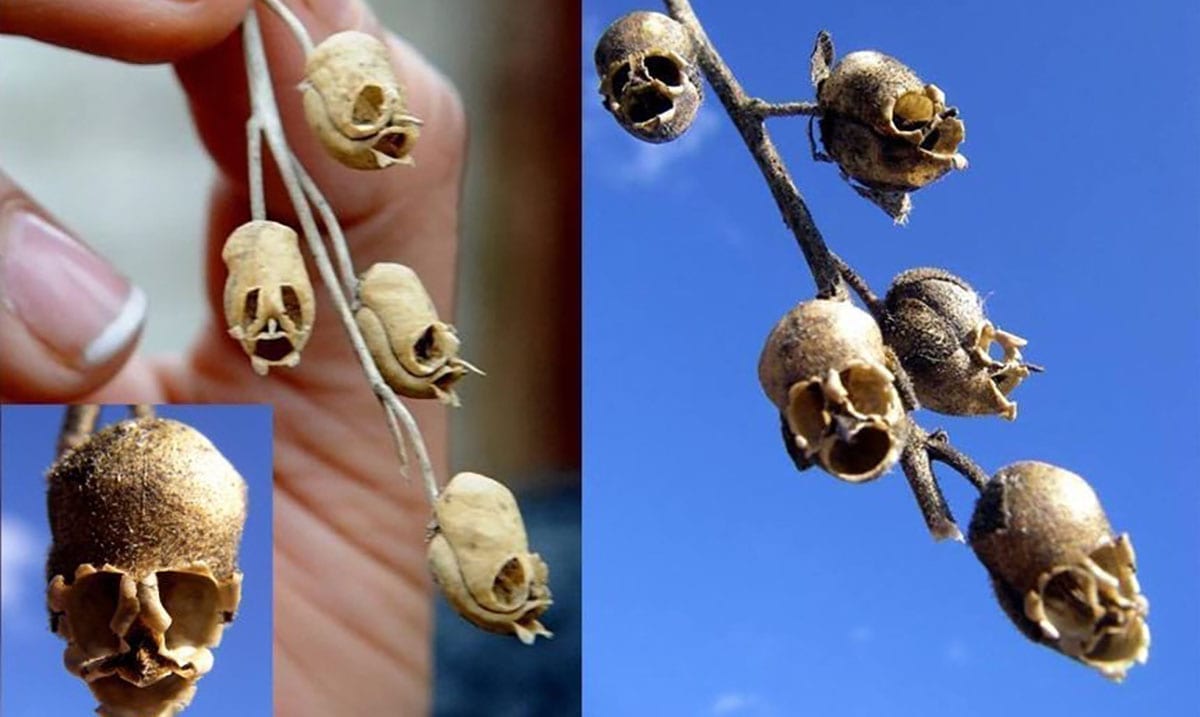 Snapdragons – The Flowers That Dry Up And Turn Into Tiny ‘Human’ Skulls
