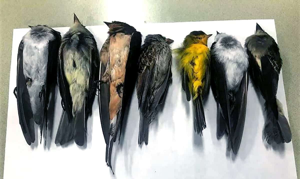Migratory Birds Dying Off In ‘Unknown Numbers’ In New Mexico And Nobody Knows Why