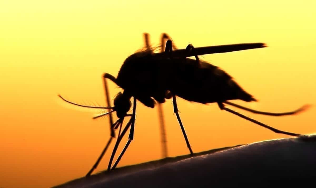 Michiganders Urged To Stay Indoors Due To Dangerous Mosquito-Borne Disease