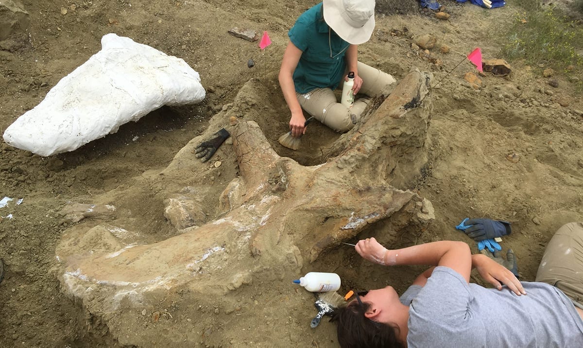 Enormous 3000-Pound Triceratops Skull Found In South Dakota