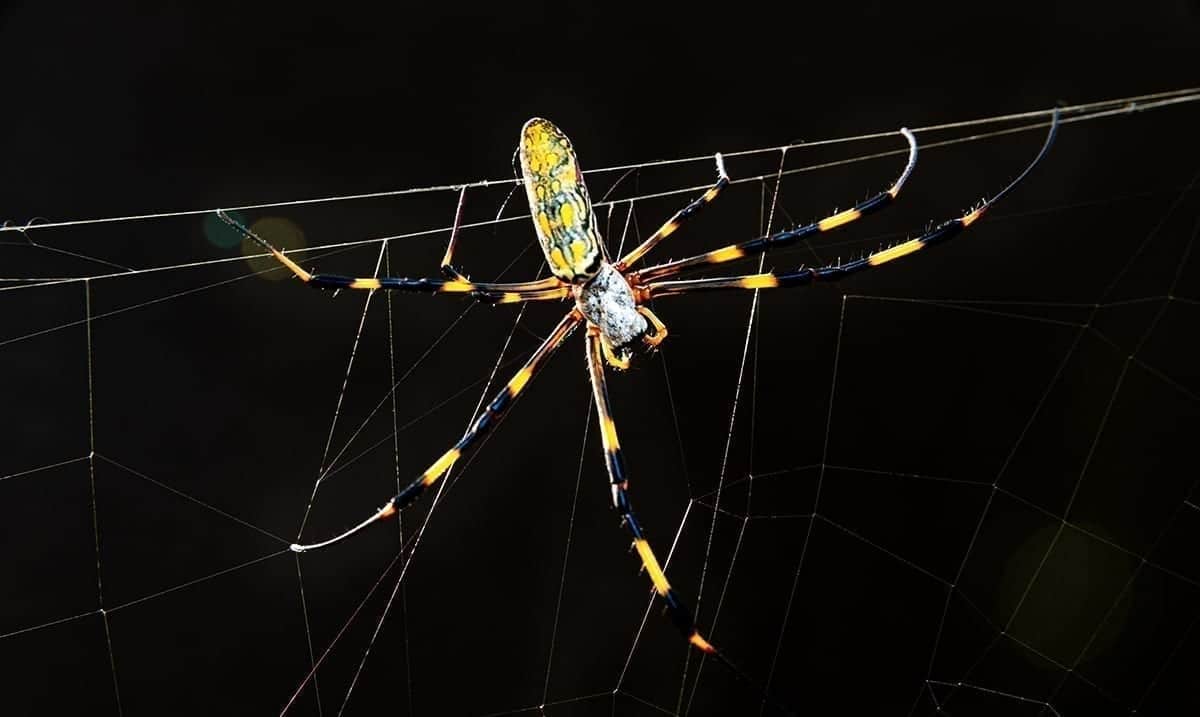 Researchers Studying Massive Invasive Spider Species In Northern Georigia