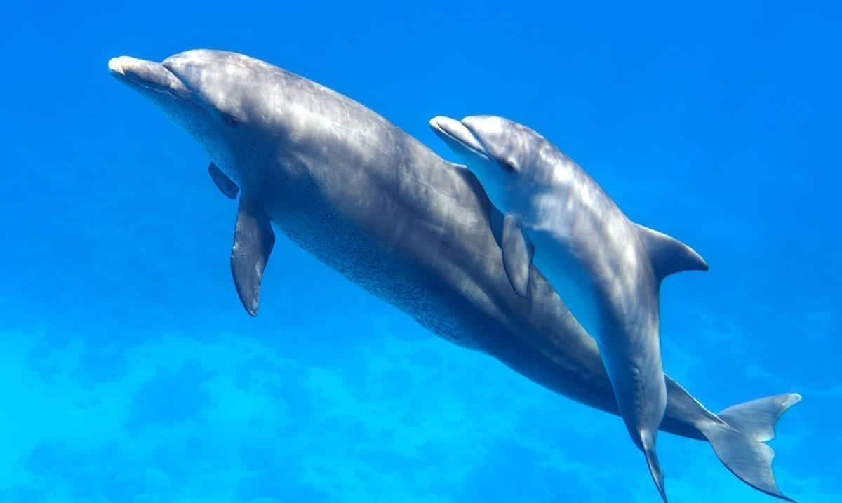 Mother Dolphins ‘Sing’ To Their Unborn Calves