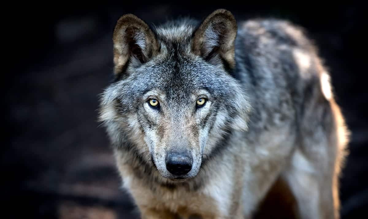 Trump Administration Seemingly Ends Gray Wolf Protections