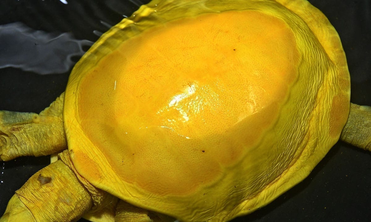 Rare Yellow Turtle Rescued From A Village Pond – Looks Like Melted Cheese