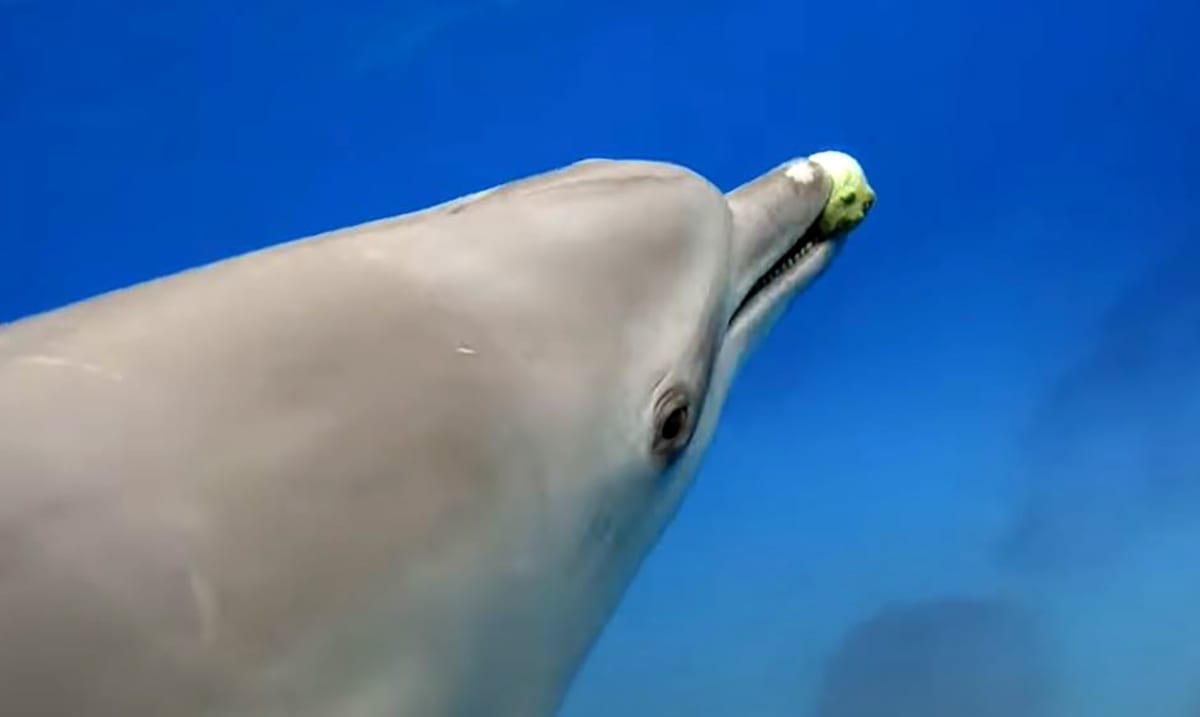 Dolphins May Get High On Pufferfish Toxins (Video)