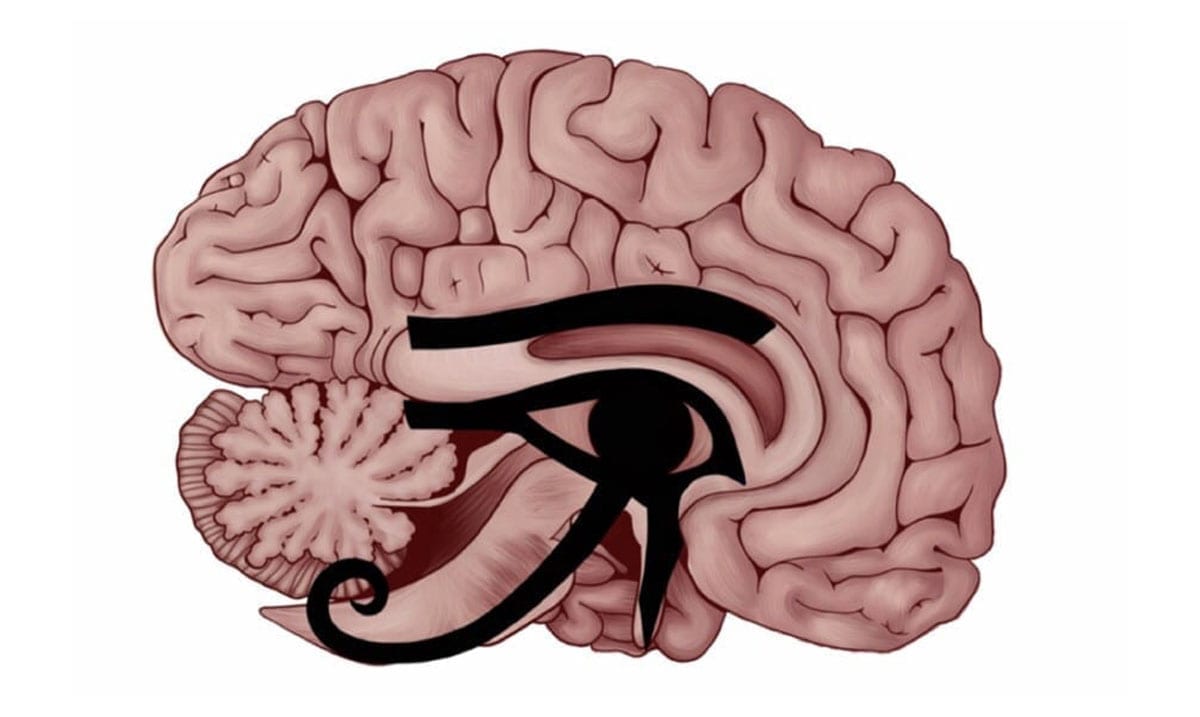 The Eye Of Horus Depicts A Secret Part Of The Brain Connected With Emotion