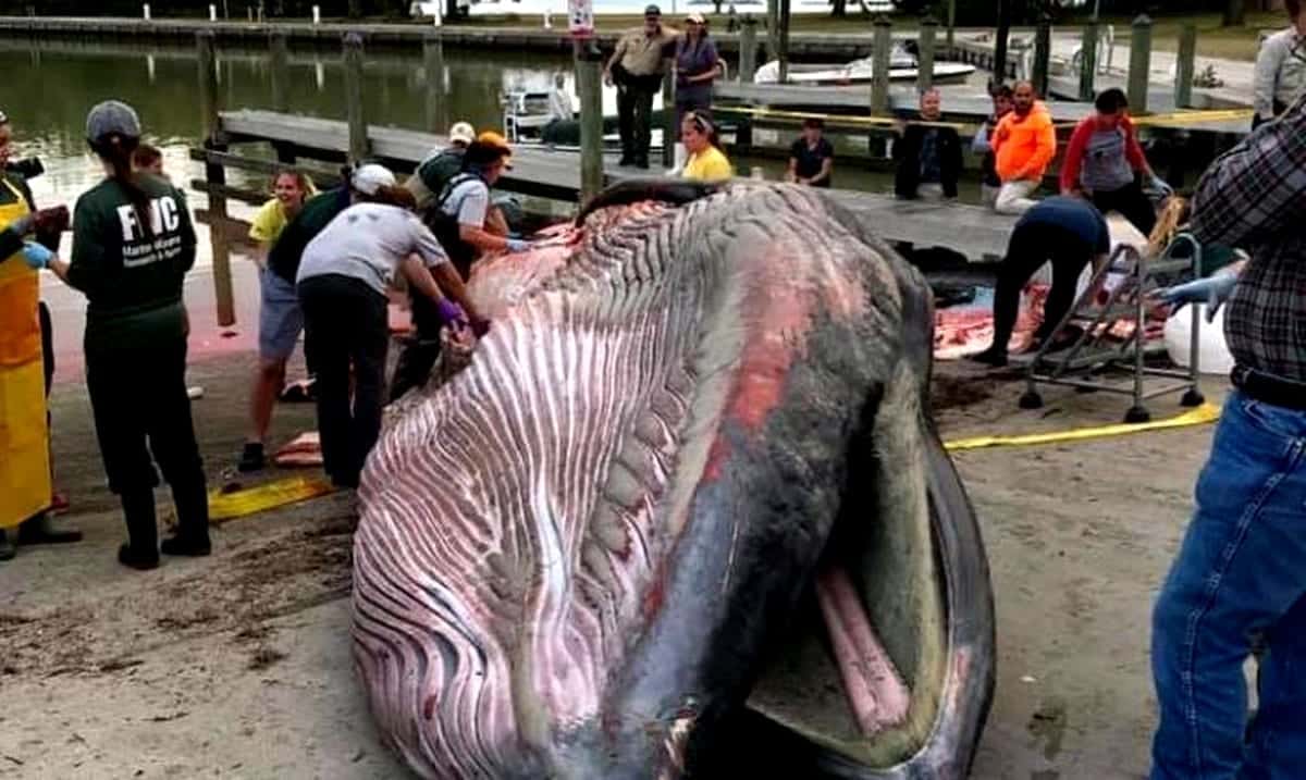New Whale Species Identified After Becoming Stranded In Gulf Of Mexico