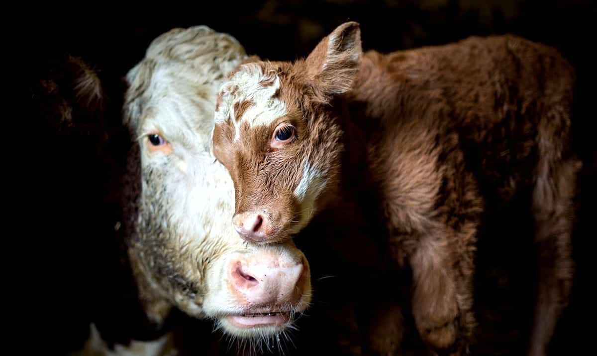 Research Suggests Cows May ‘Talk’ And Show Compassion Just Like Humans