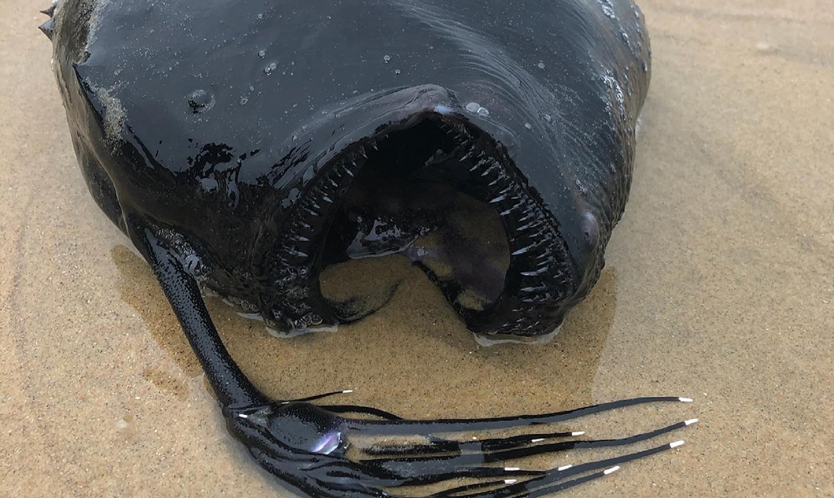 Horrifying Deep-Sea Fish Washes Up On California Beach