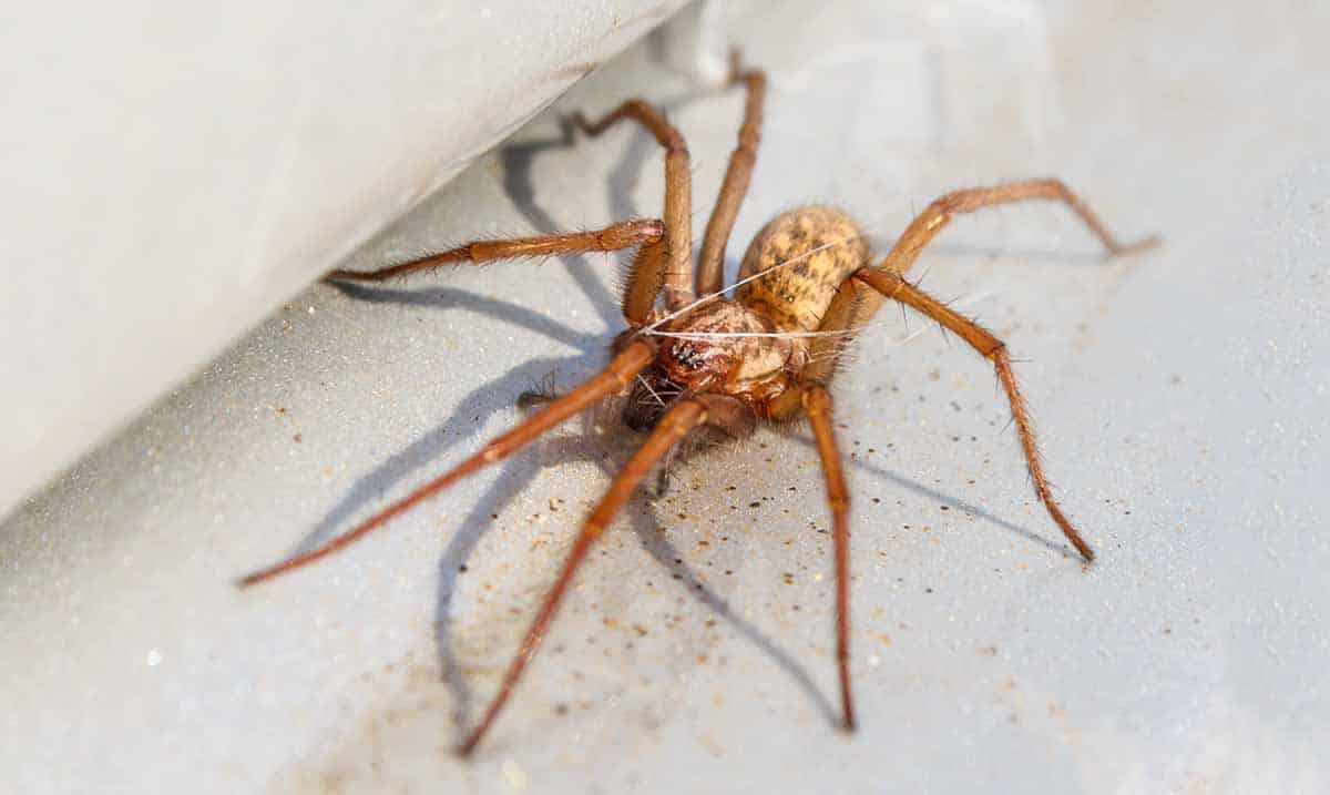 If You Are Seeing More Spiders in Your Home – This is Why