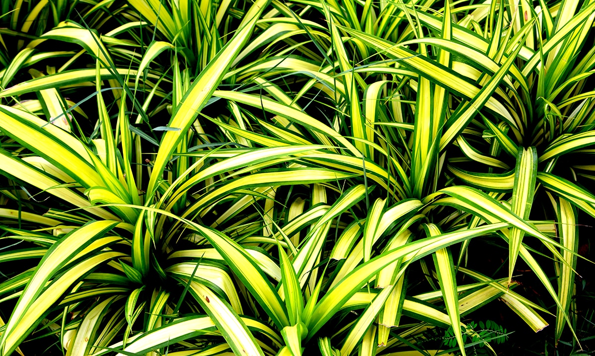 13 Of The Best Indoor Plants For Cleaner Air