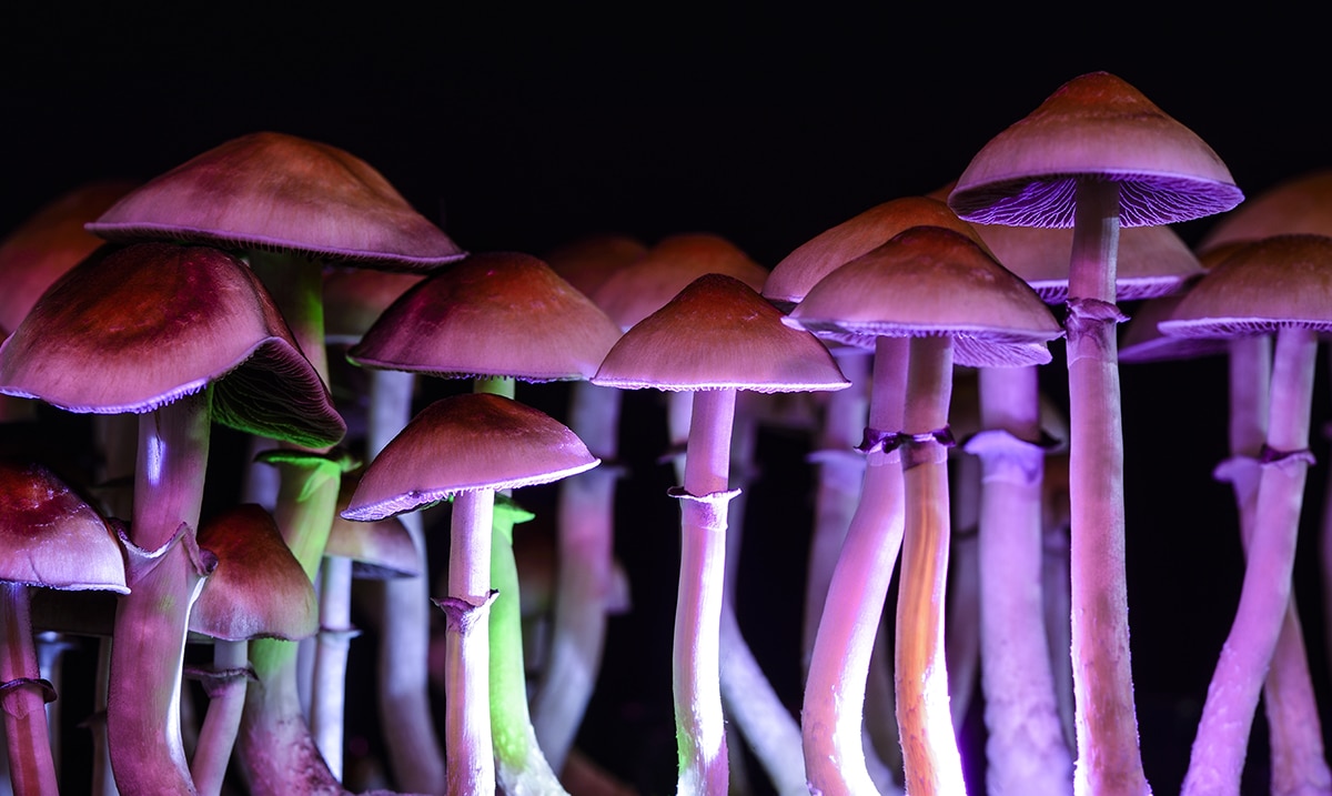 Hallucinogen In Magic Mushrooms Found To Relieve Depression In Clinical Trial