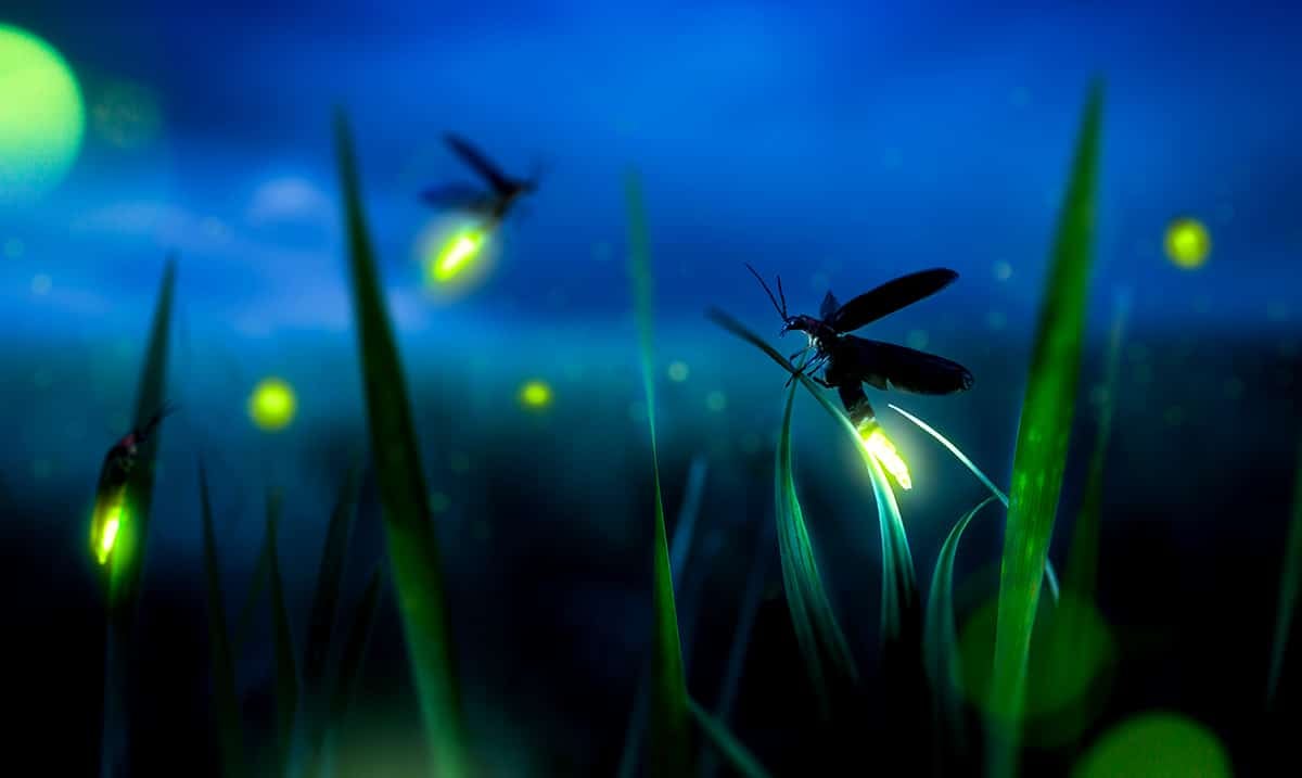 Fireflies Now Face Extinction Because Of Habitat Loss, Pesticides, and Artificial Light