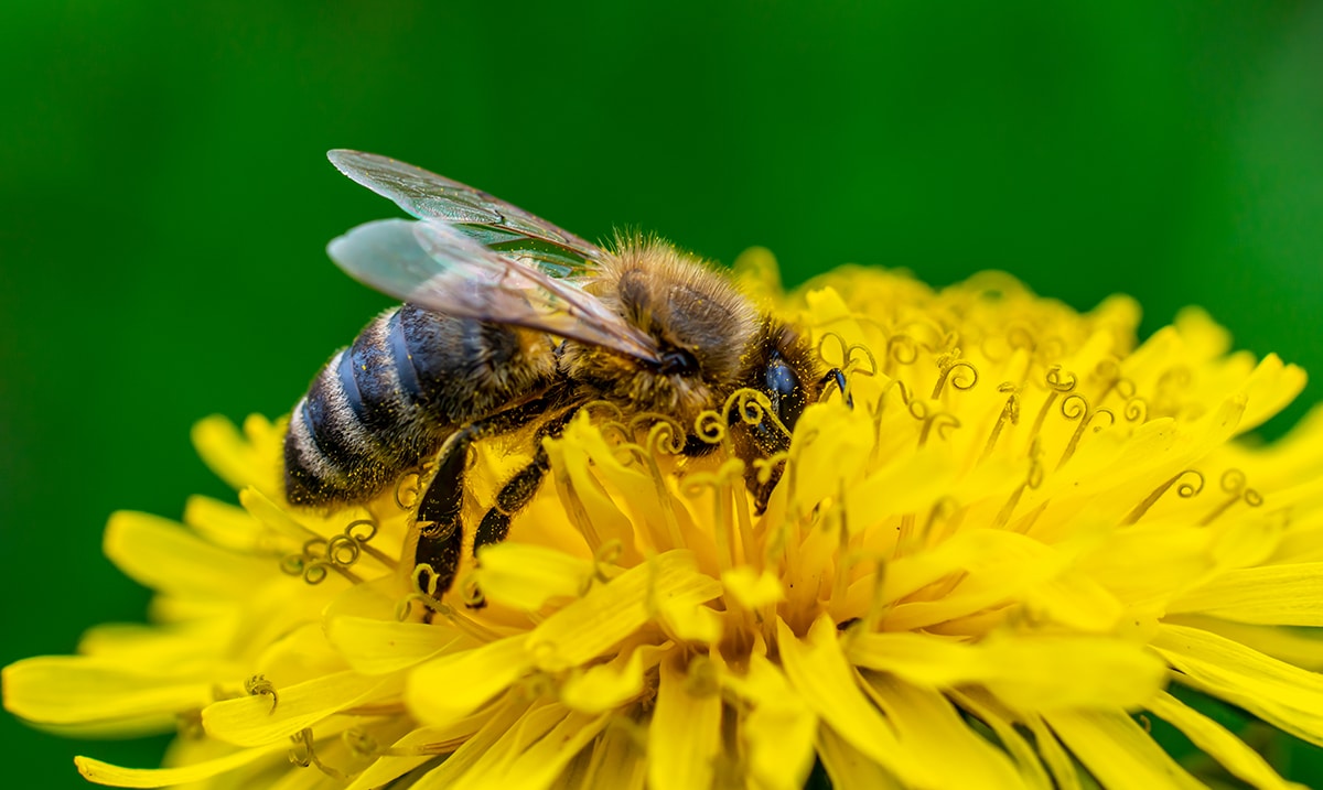 Help the Bees, And Leave the Dandelions Alone This Spring