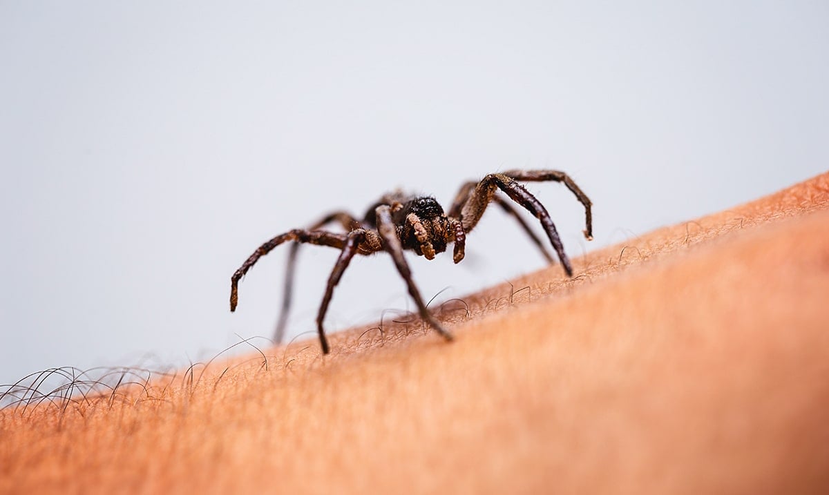 An Entomologist Explains Why You Shouldn’t Kill Spiders in Your Home