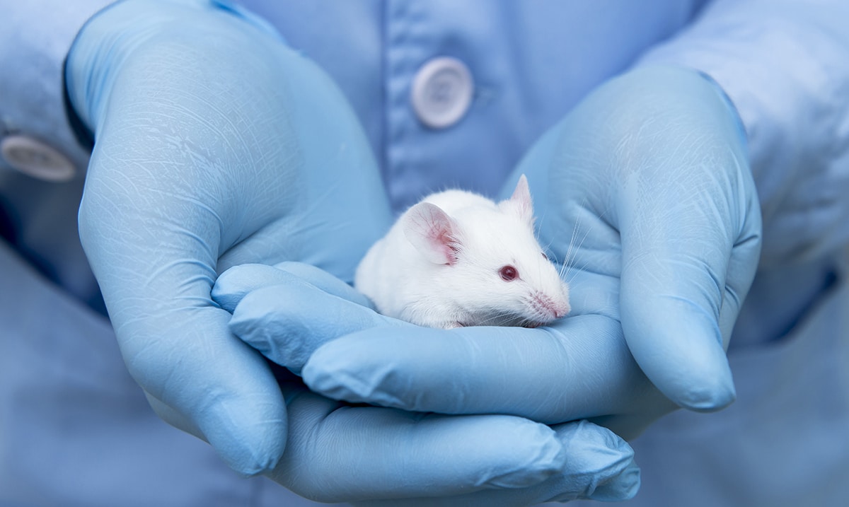 Scientists Use Cellular Rejuvenation On Mice To Reverse Aging
