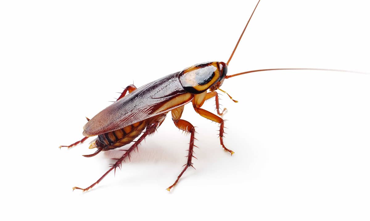 Cockroaches May Soon Be Unstoppable Thanks to Insecticide Resistance