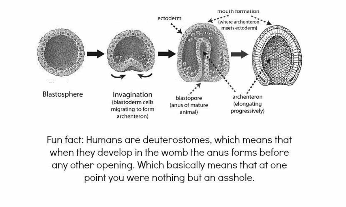 In Case You Didn’t Know, Humans Are Deuterostomes