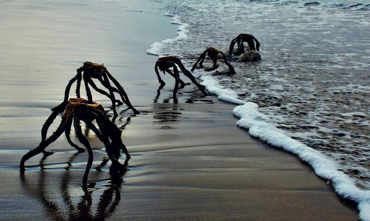 ‘Aliens’ Crawling On Coast Sparked Panic Among Beach Goers