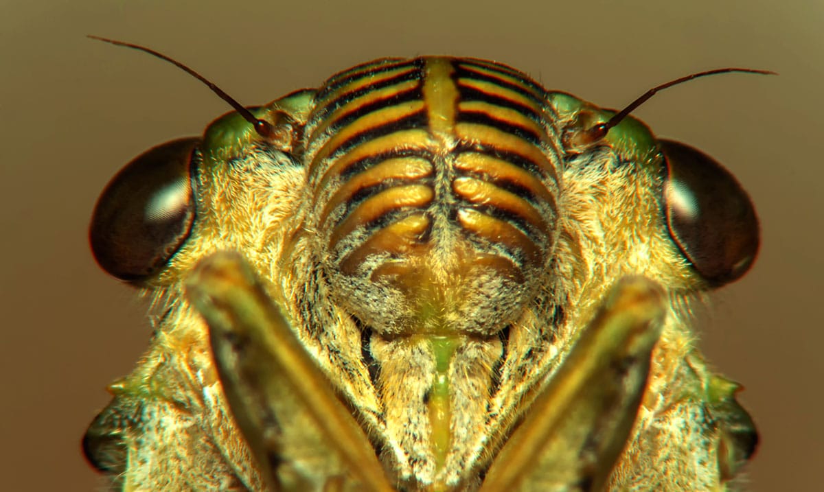 Billions Of Cicadas Are Emerging This Spring