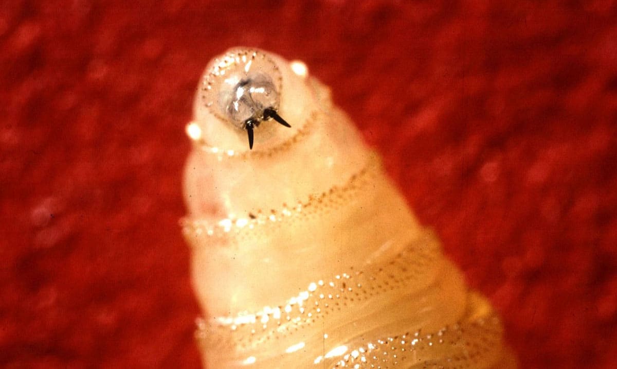 Flesh-Eating Fly Larvae Outbreak Sparks National Emergency In Costa Rica
